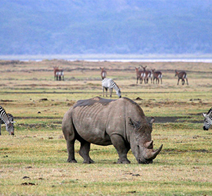 Ngorongoro