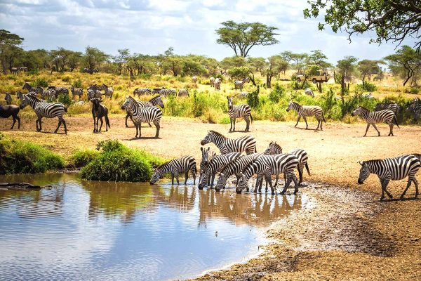 10-Day Safari in Tanzania