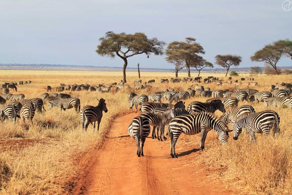 8-Day Safari in Tanzania