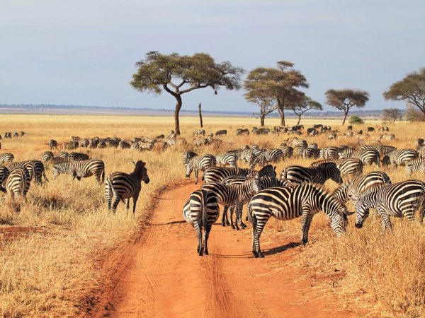 8-Day Safari in Tanzania