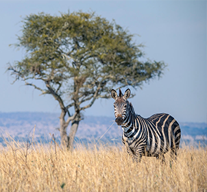 Tarangire